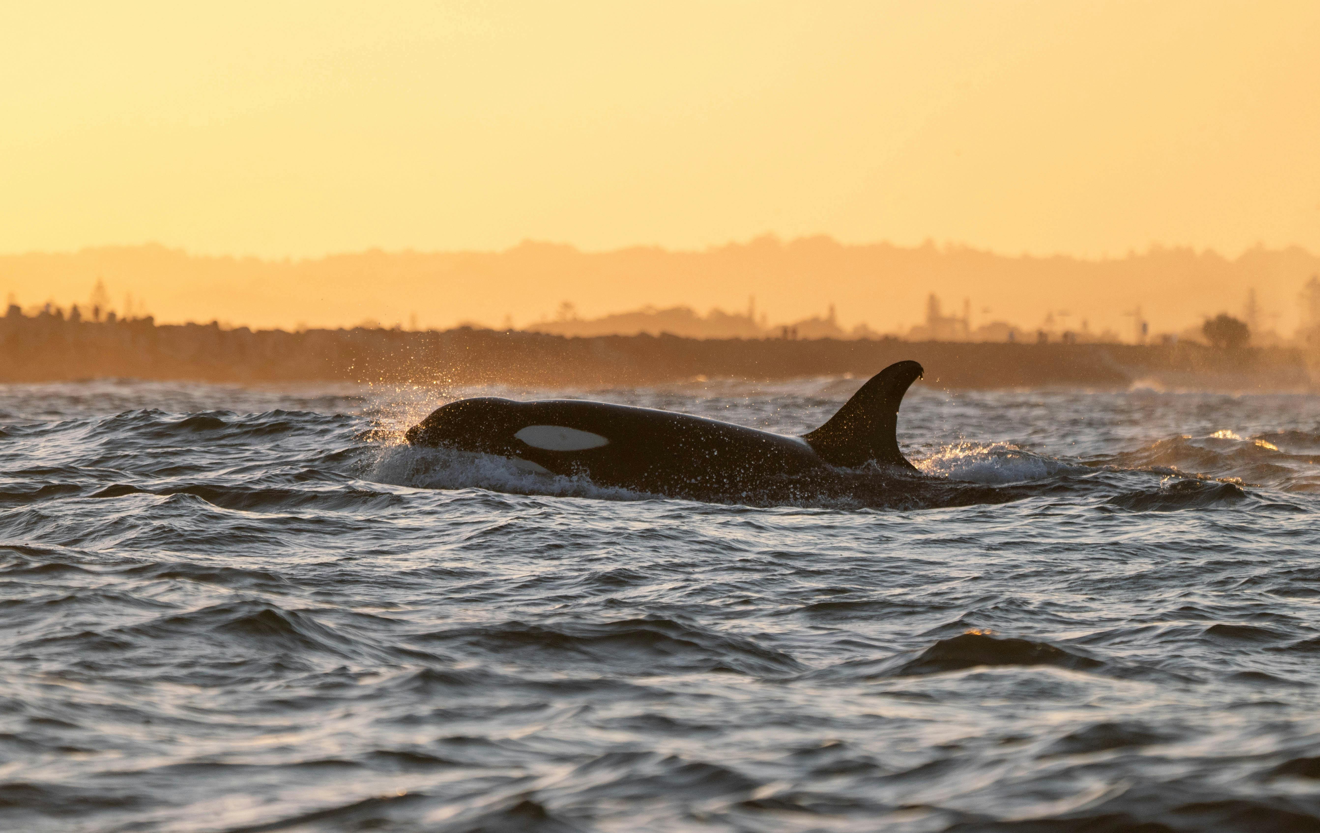Killer Whale