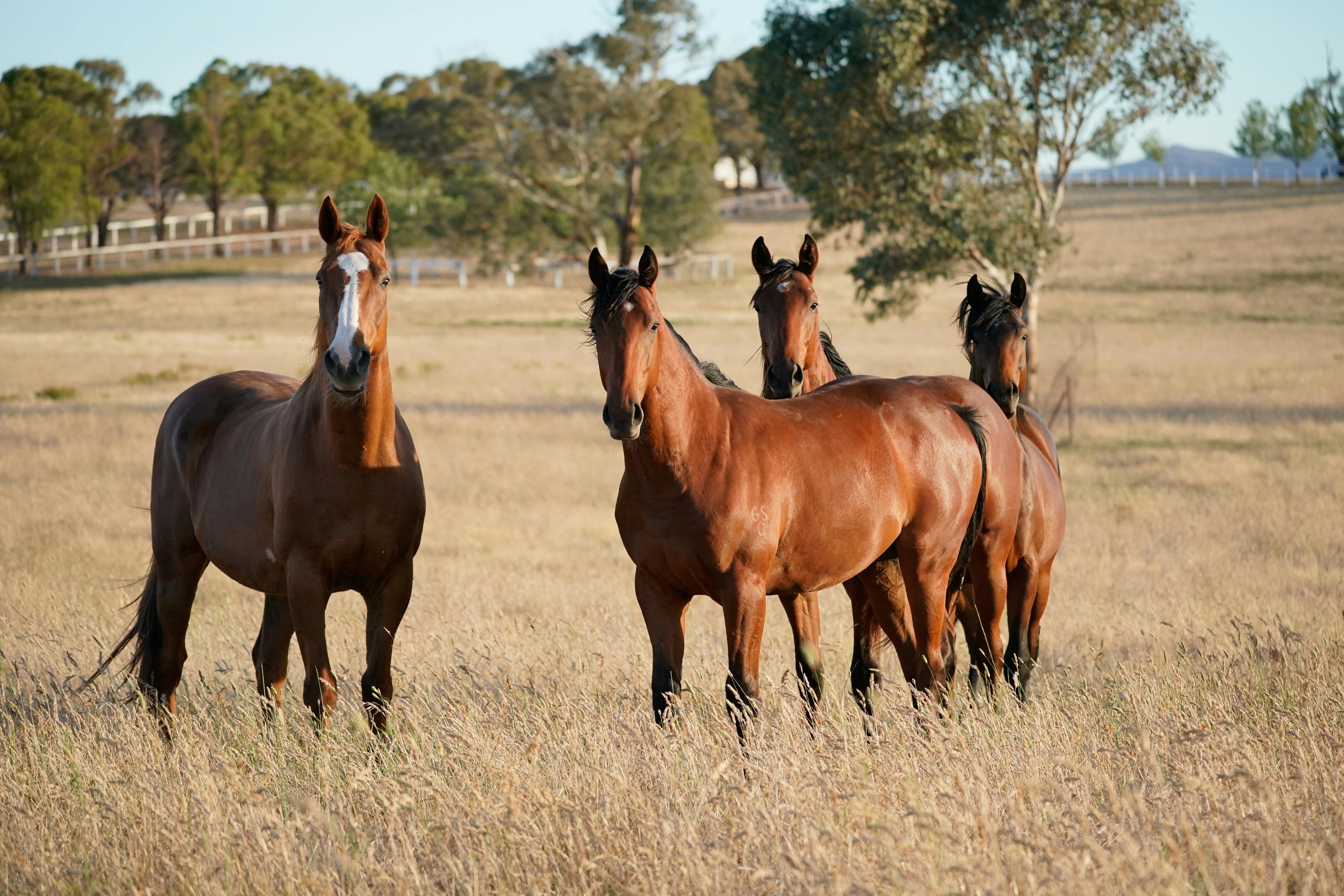 Thoroughbreds at Gooree Park Stud