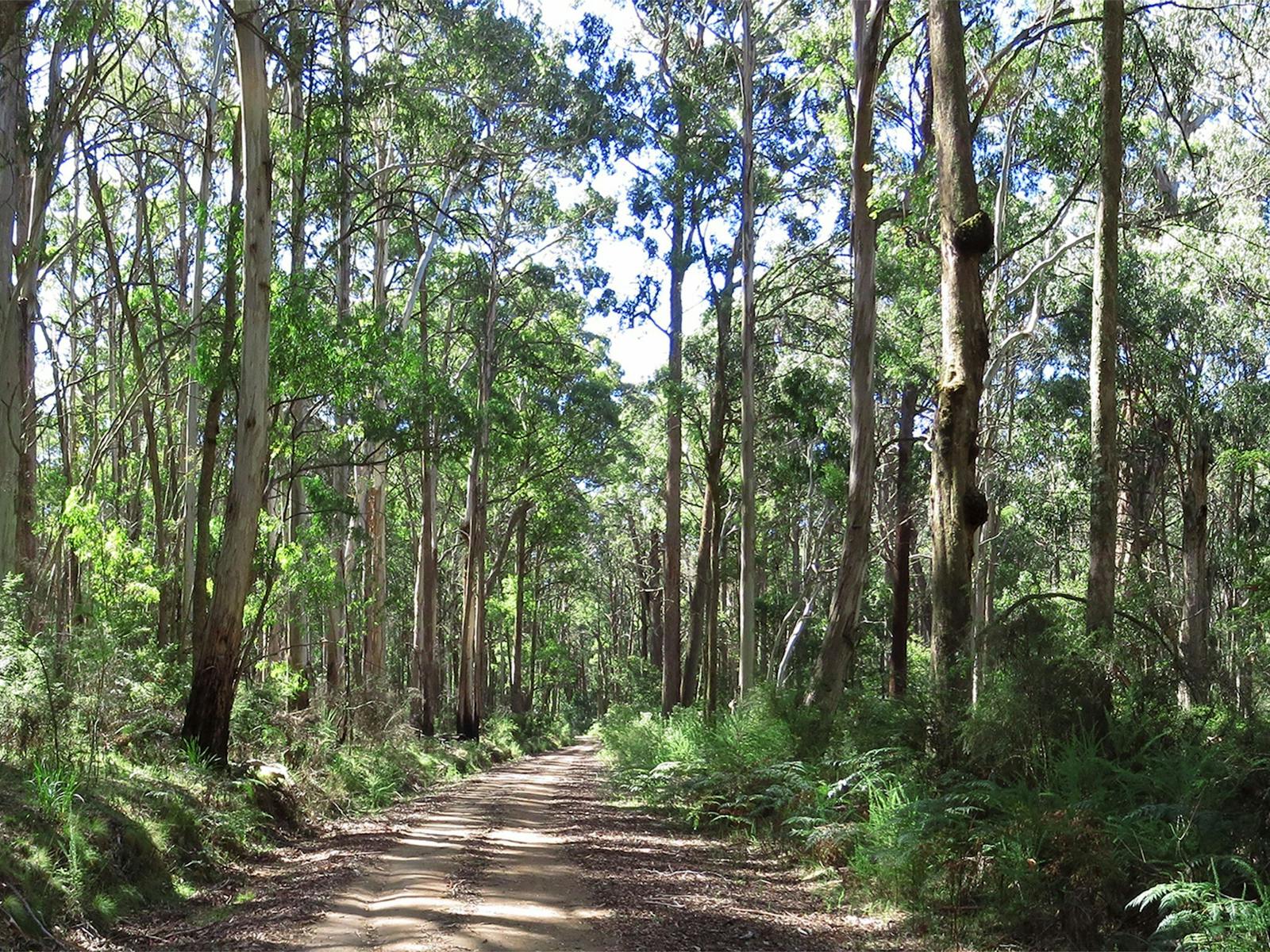 Blue Range Camping and Picnic Area