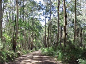 Blue Range Camping and Picnic Area