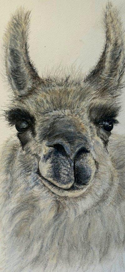 Black Wattle Alpaca Farm Workshop