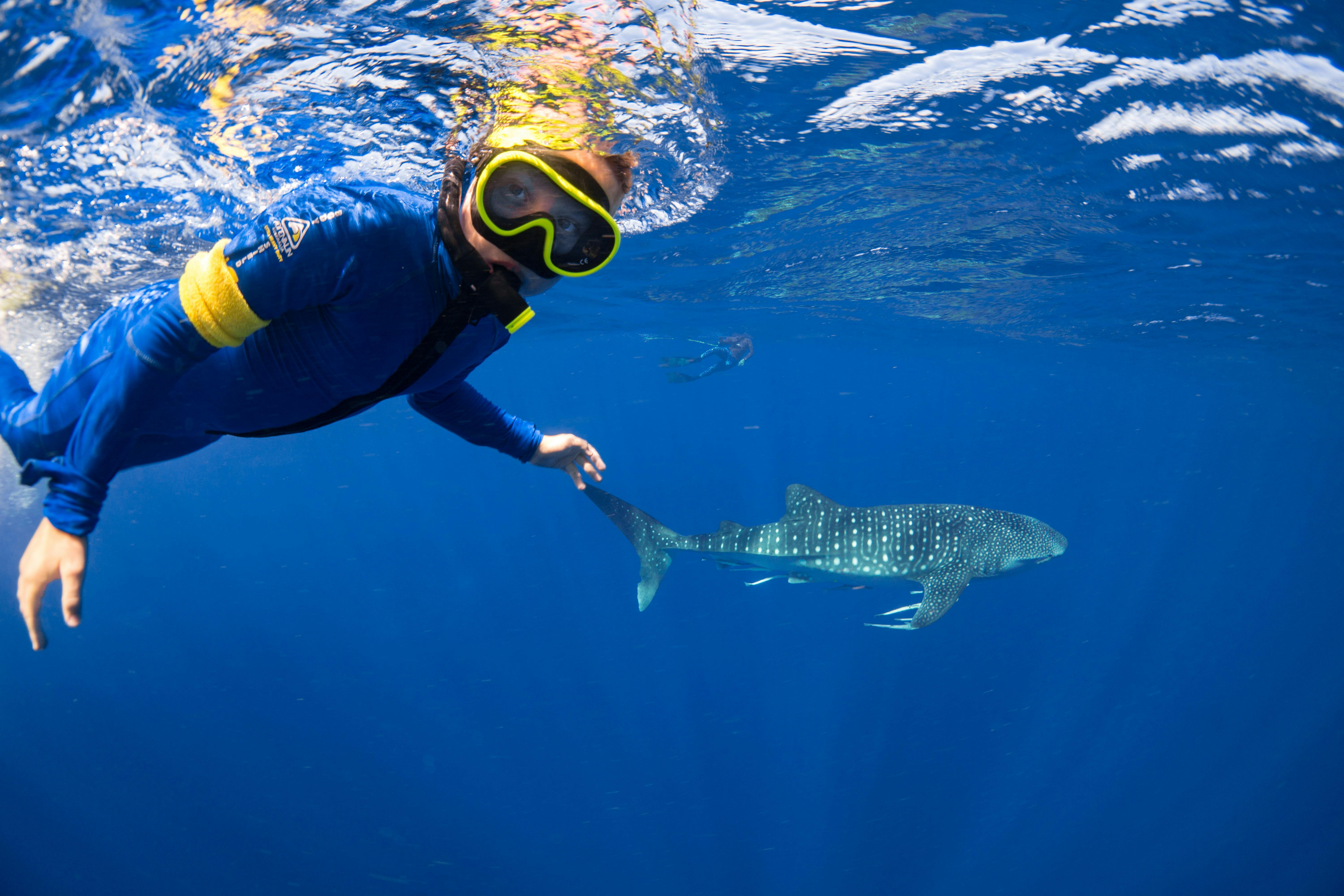 Whaleshark and Guest