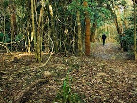 Sand Track Walk - North