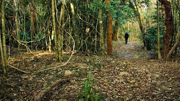 Sand track walk (north)