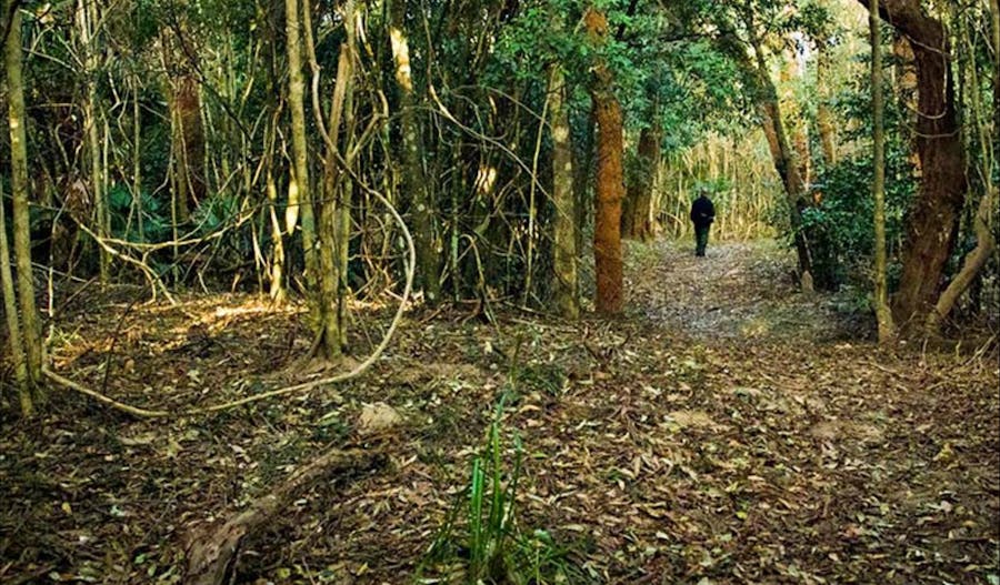 Sand track walk (north)