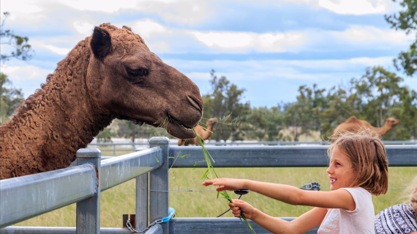 Summer Land Camels