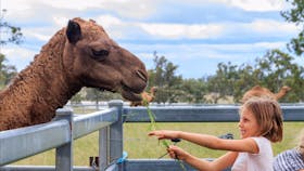 Summer Land Camels