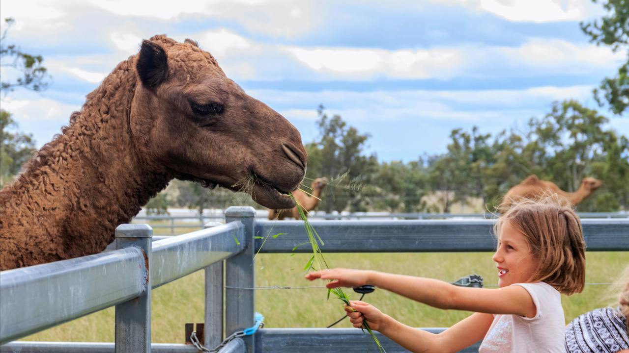 Hand-feeding camels