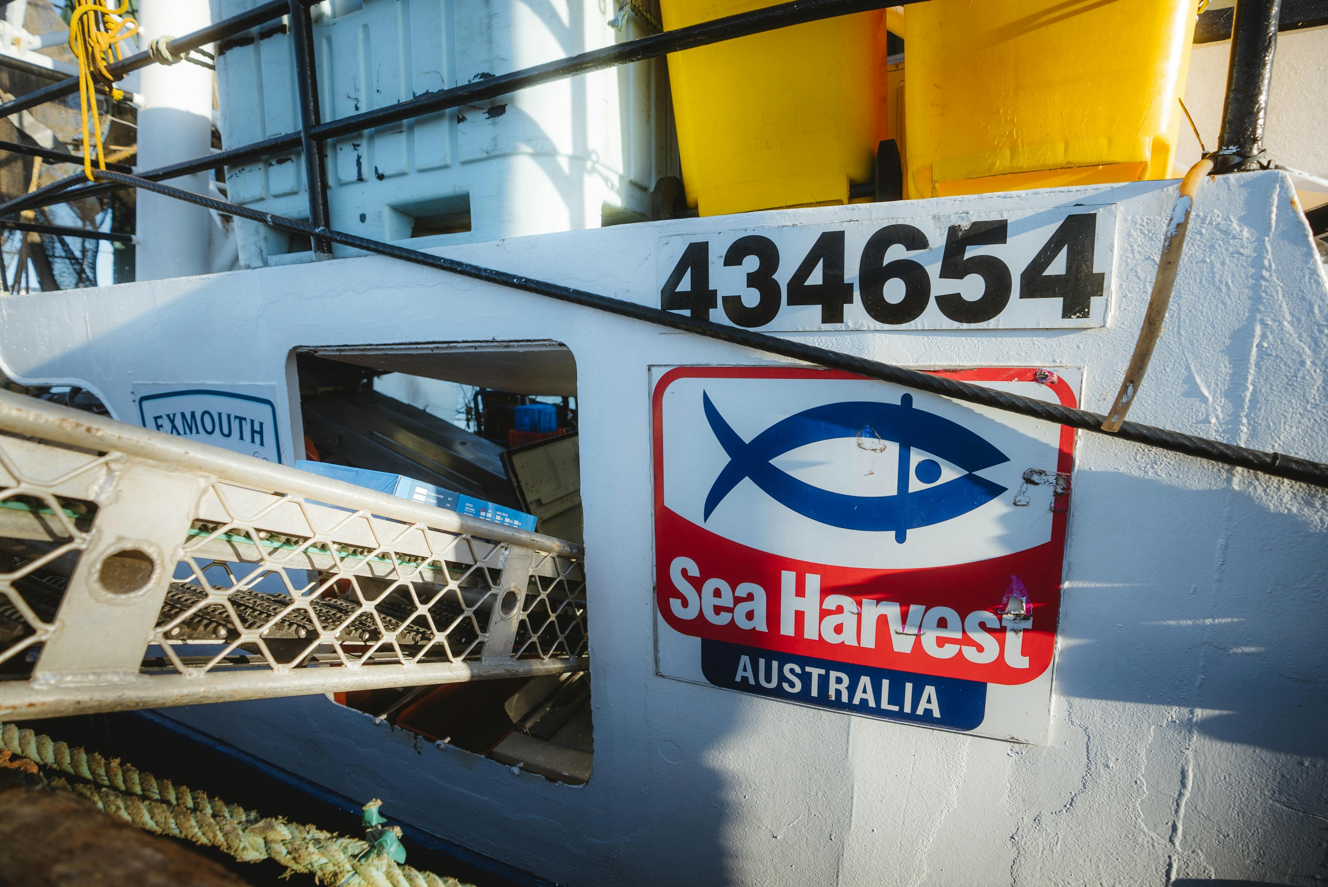 Conveyer-belt of prawns coming off trawler