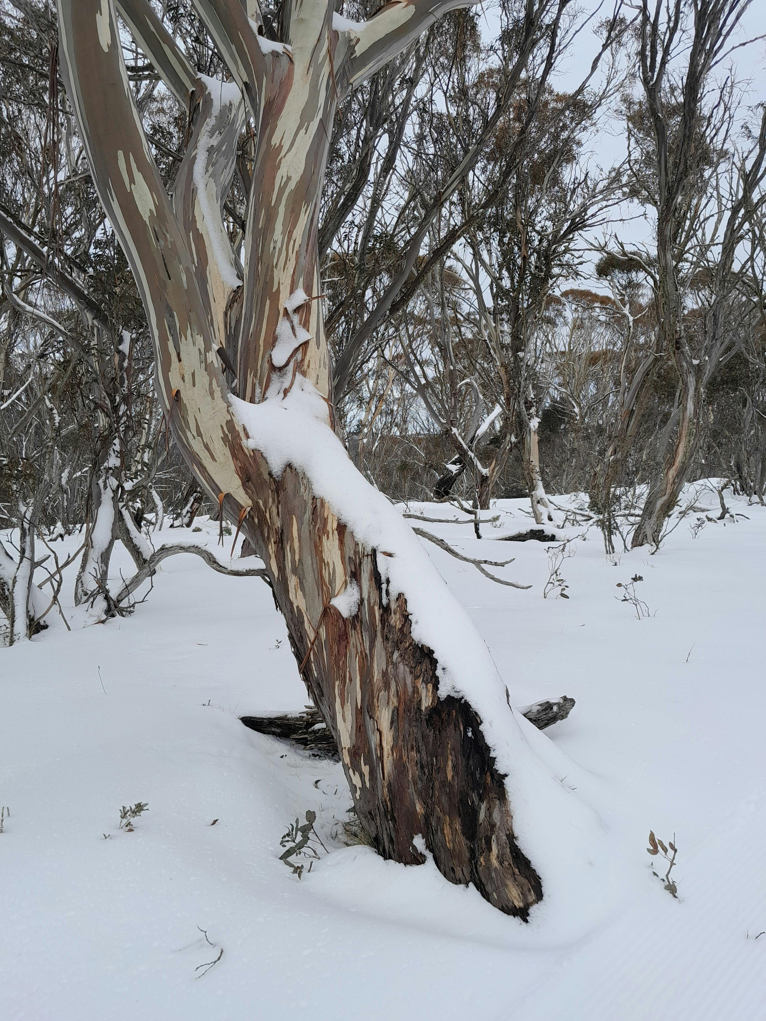 Nature provides its own snow-covered backdrop