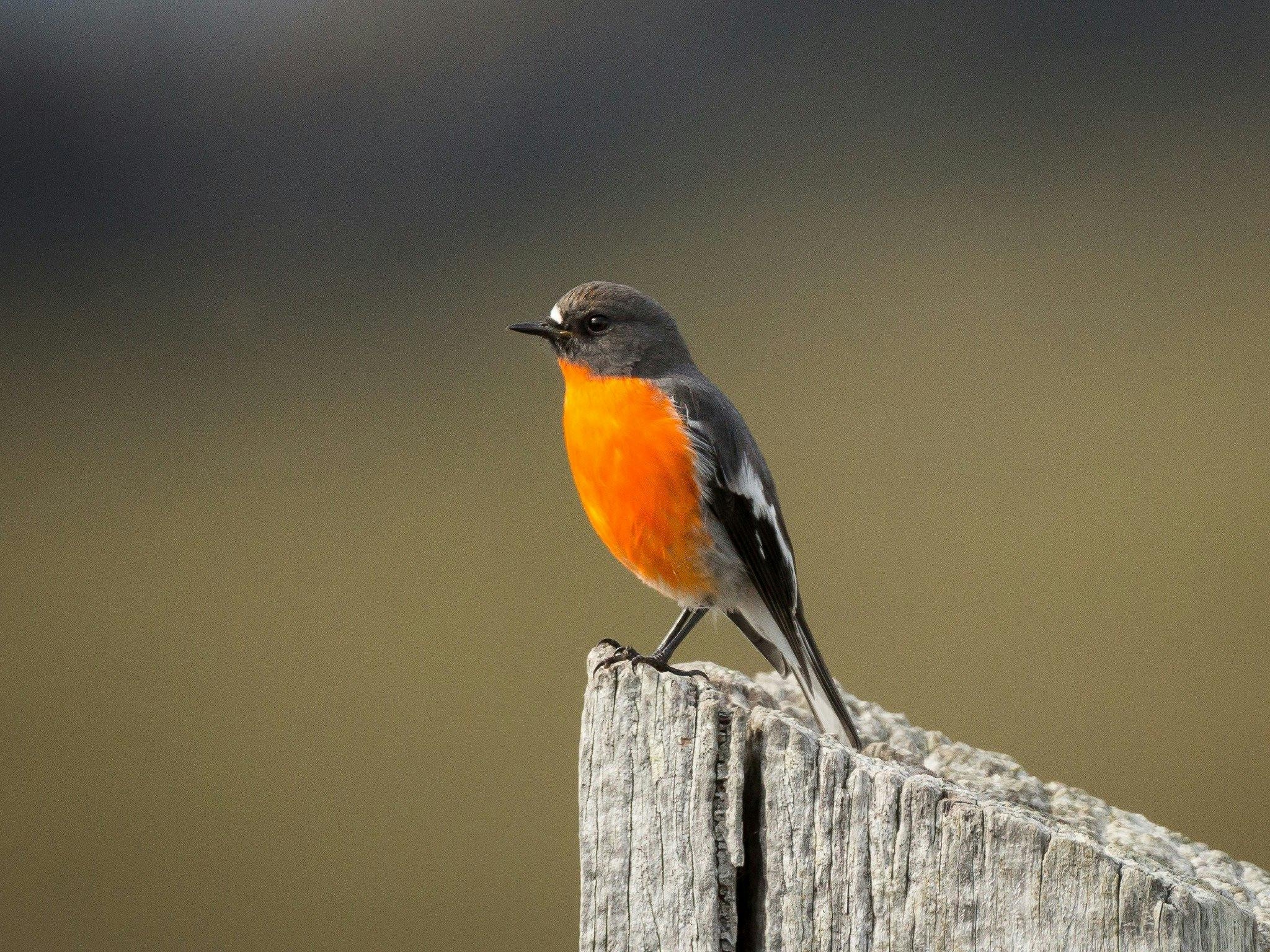 A male flame robin with an orange belly, standing on tree trunk.