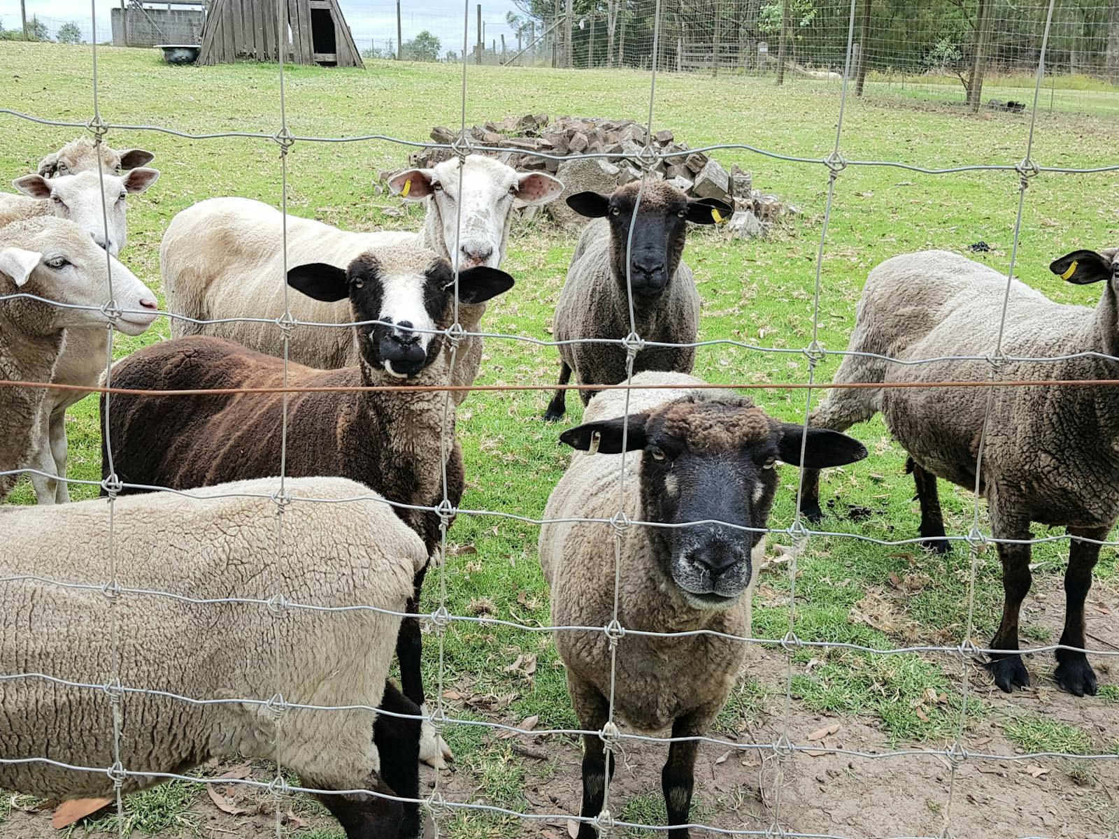 Sometimes we have baby lambs and goats
