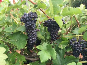 Cabernet Sauvignon grapes