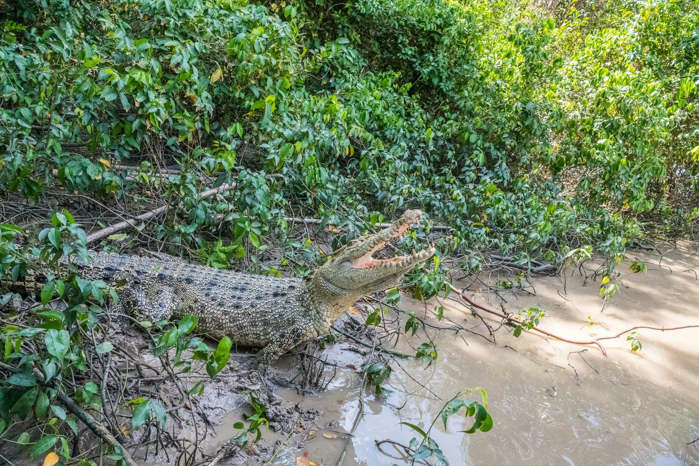 Spectacular Jumping Crocodile Cruise