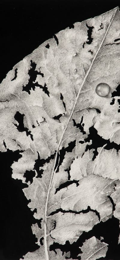 Crumbling ghosts of seasons past - 1, graphite and gouache, 10cm x 10cm (image), framed