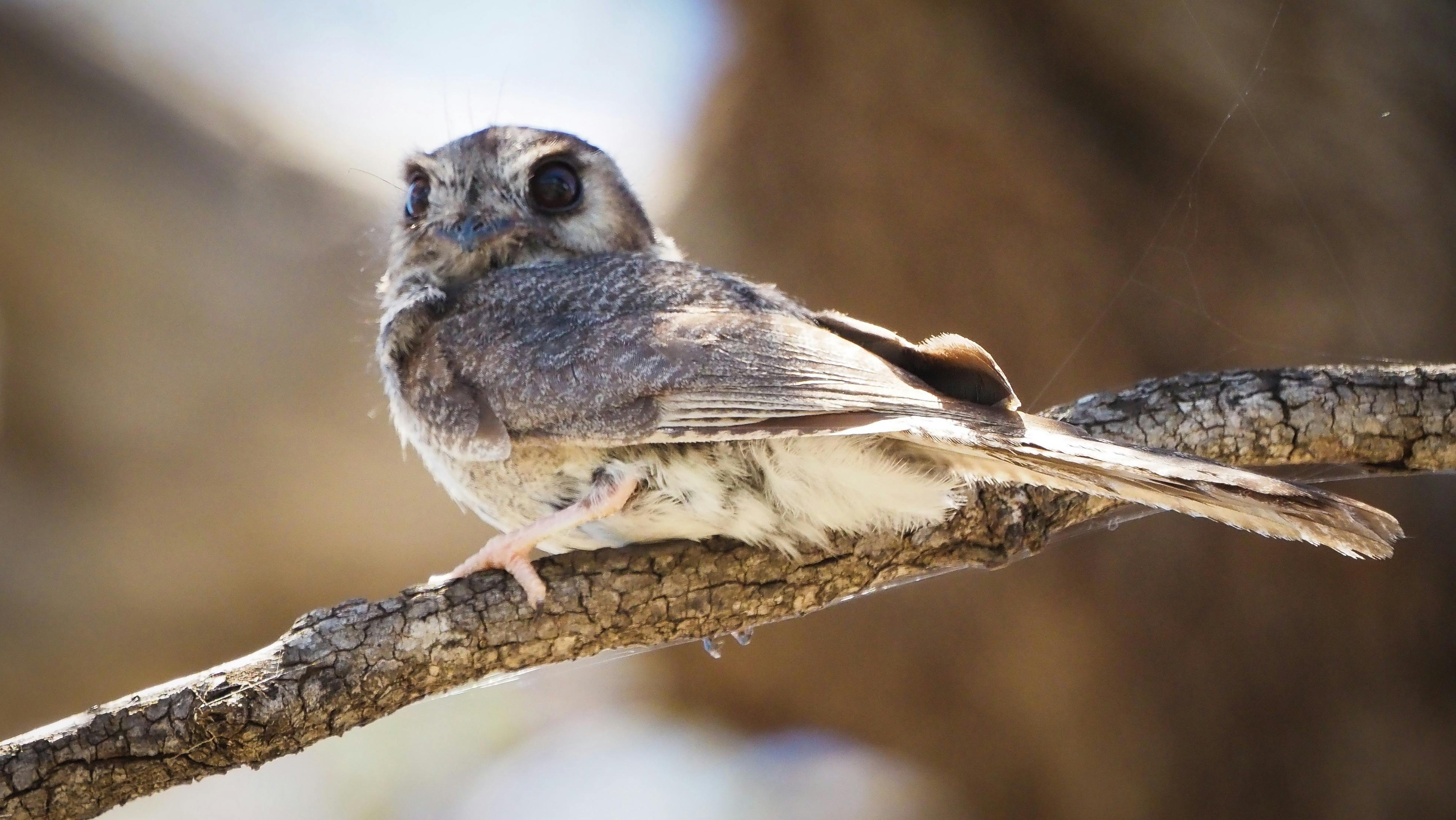 Owlet Nightjar