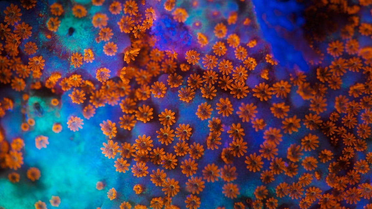 Fluoro Diving