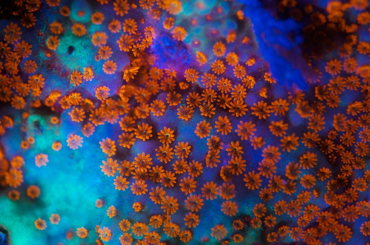 Fluoro Diving