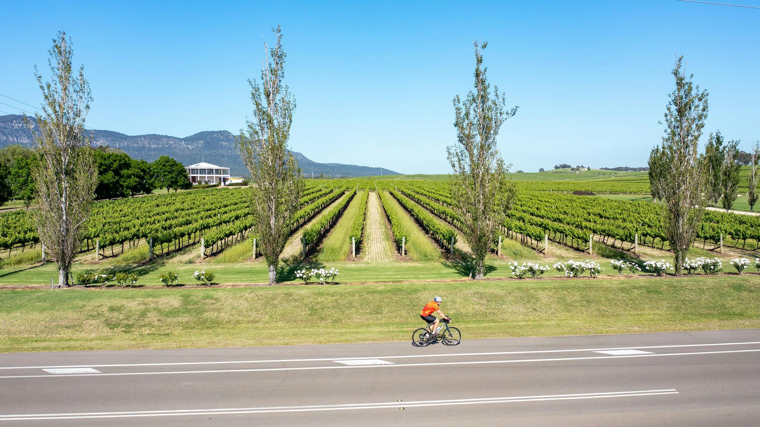 Cyclist riding past vines