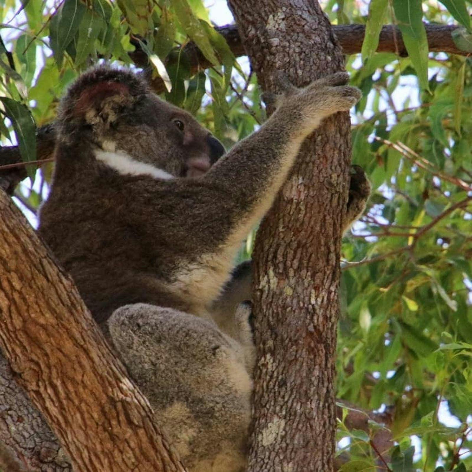 Little Ship Club - Koala