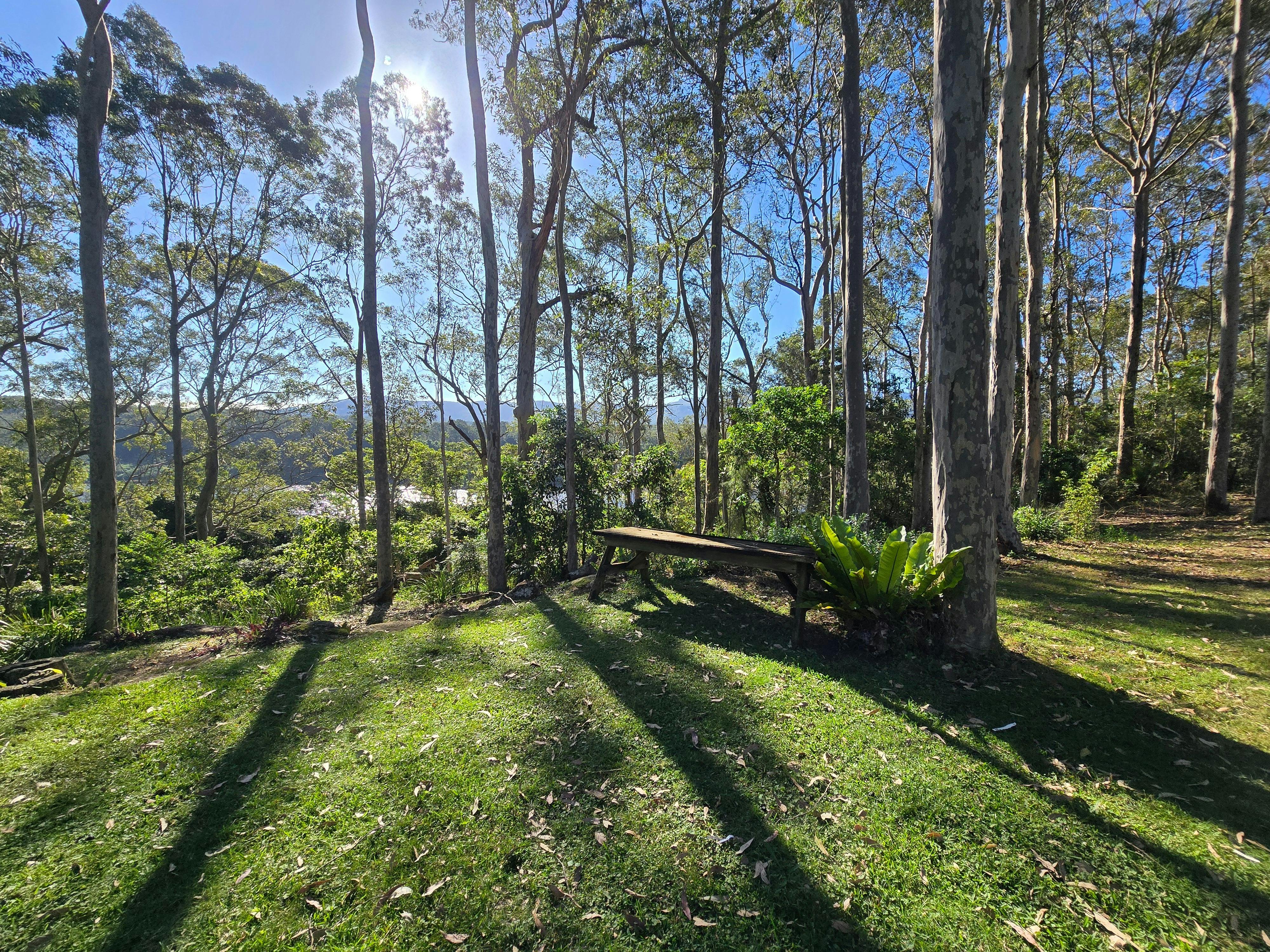 Rustic wooden bench beneath tall gum trees with sunlight, grass, bushland and river glimpses.