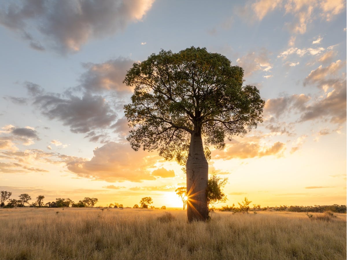 Sunset behind a Bottle Tree