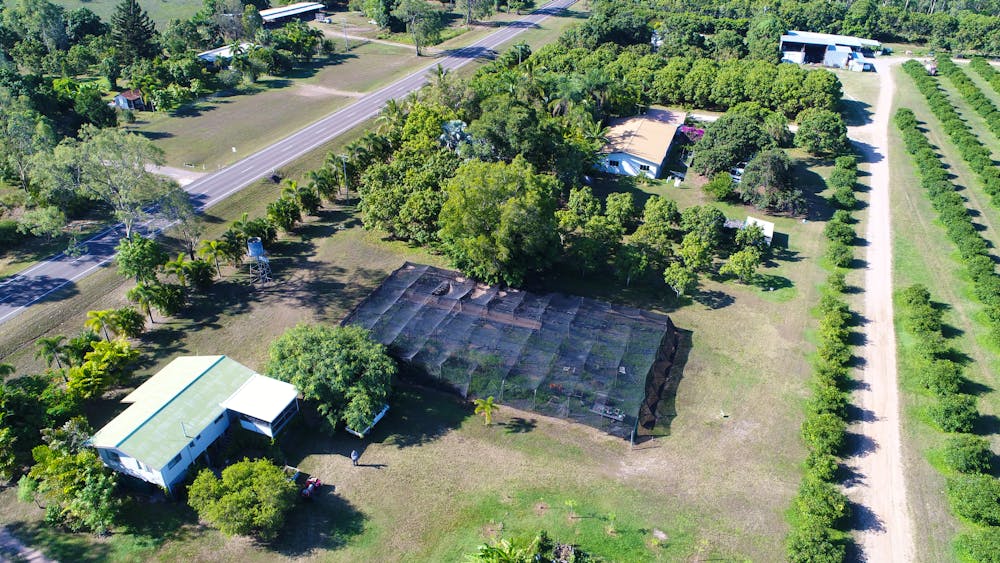 Achacha Fruit Plantation