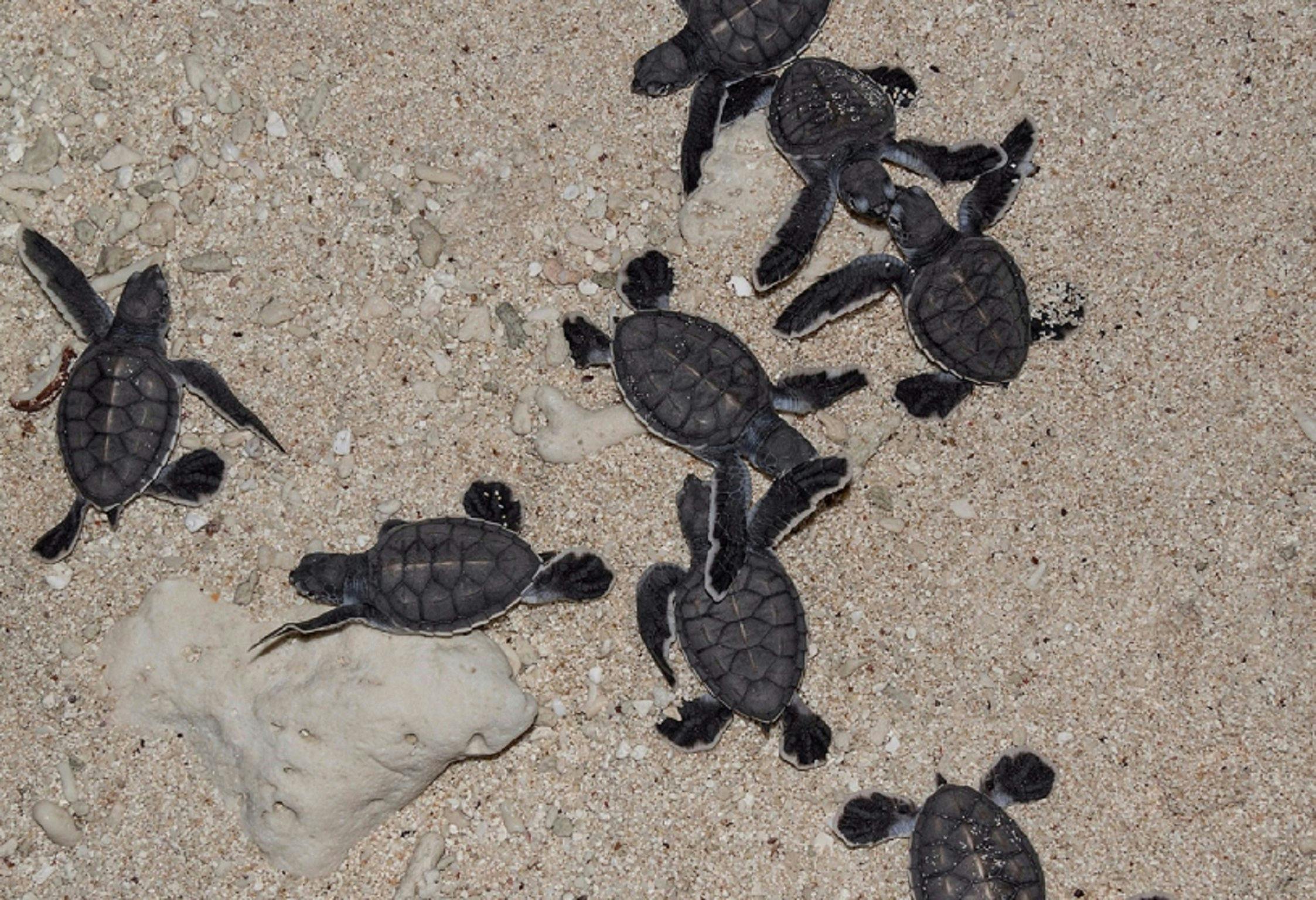 Turtle Hatchlings on Lady Musgrave Island