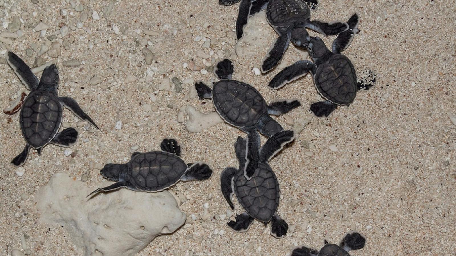 Turtle Hatchlings on Lady Musgrave Island