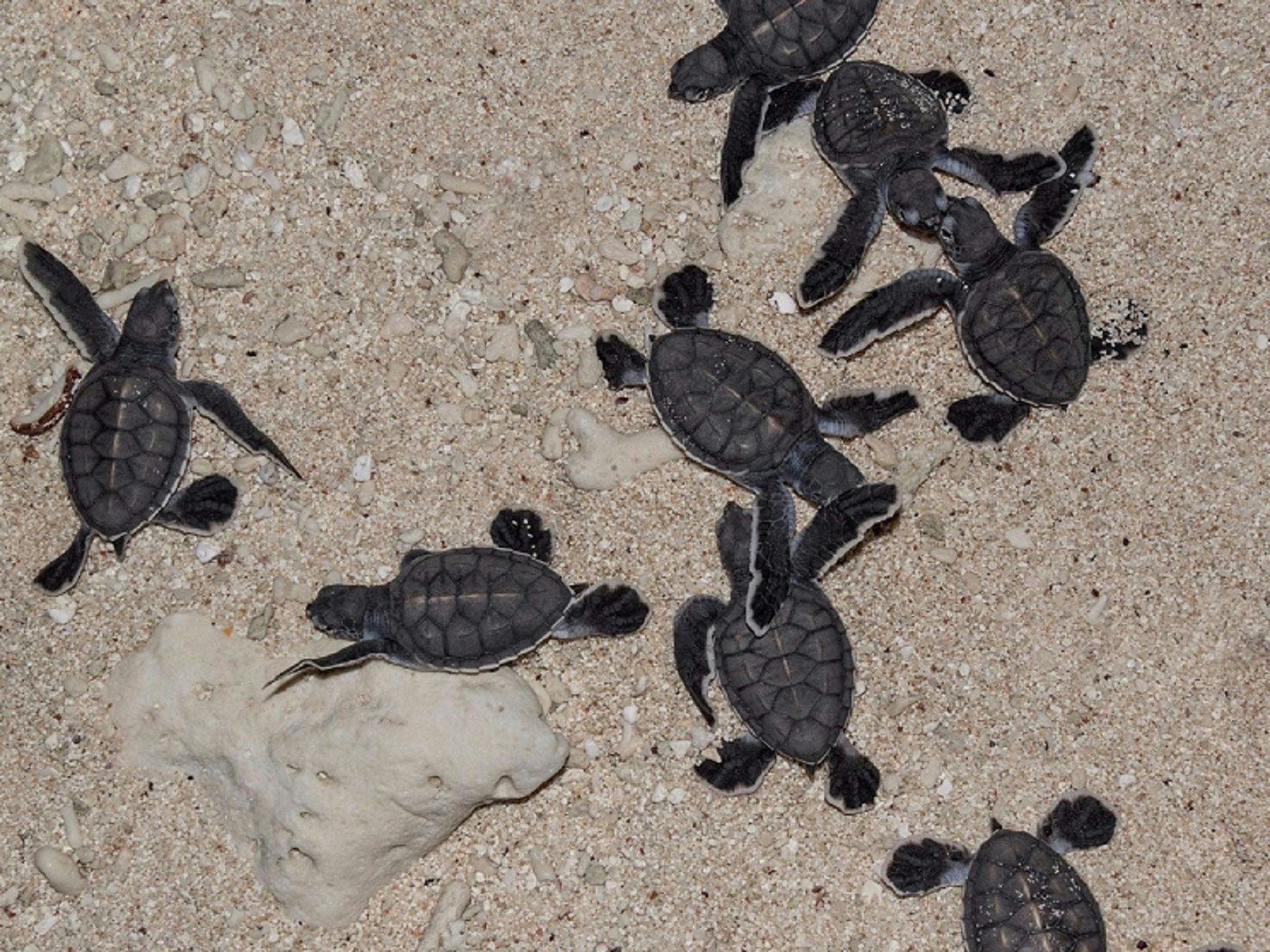Turtle Hatchlings on Lady Musgrave Island