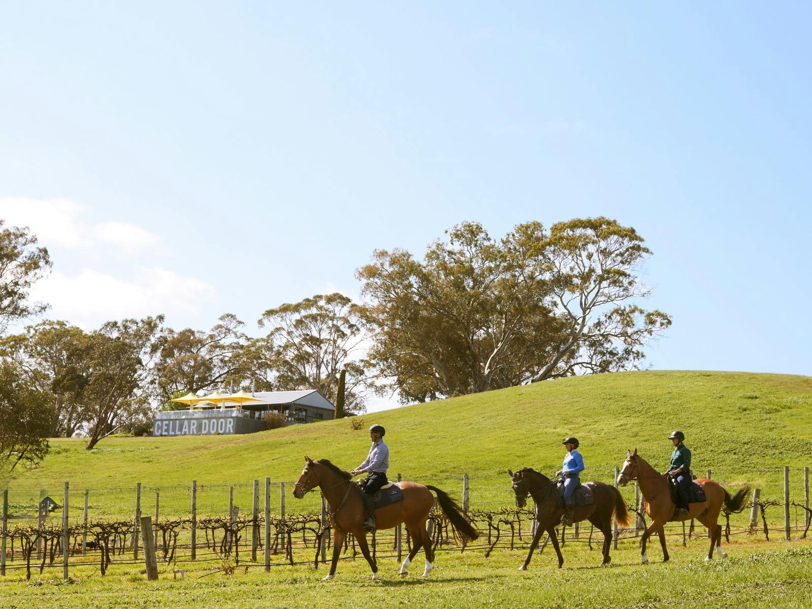 Petaluma Wines & Horse-Riding Experiences