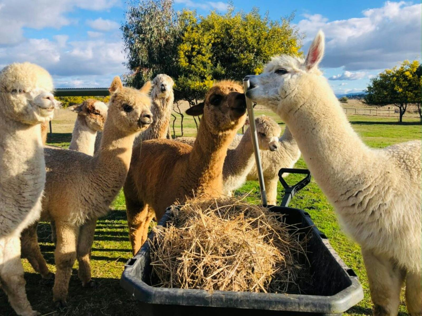 Blackwattle Alpaca Farm Tour
