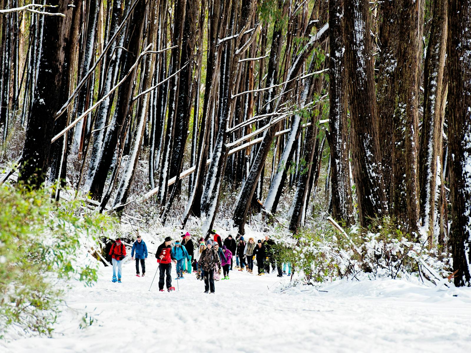 Mt Stirling Alpine Resort