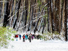 Mt Stirling Alpine Resort