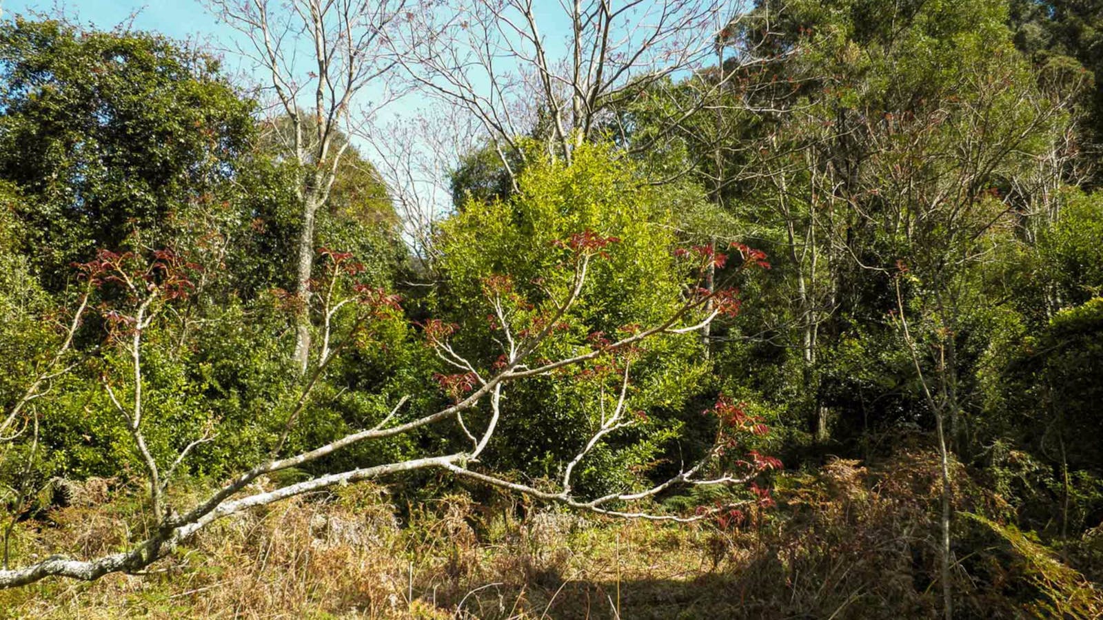 Clover Hill Trail