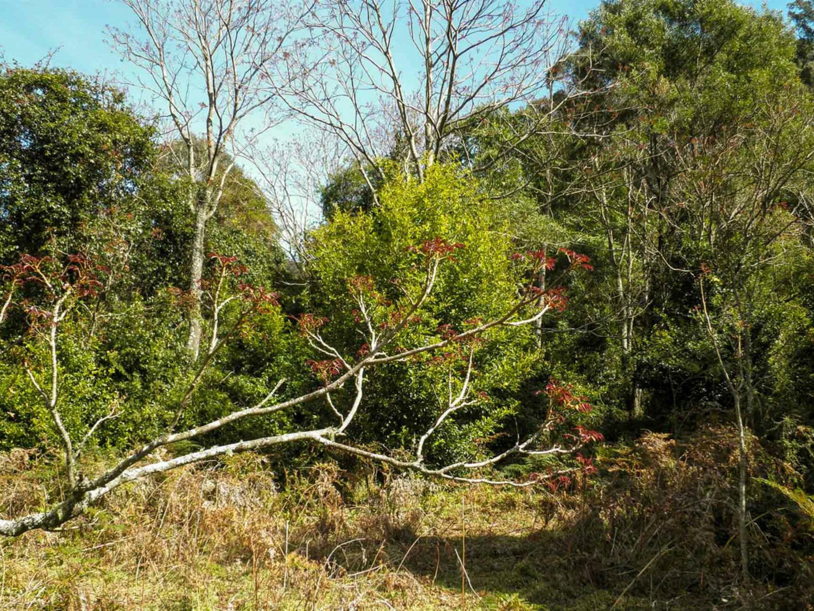 三叶草山步道，麦格理山口国家公园。照片：T. Moody/新南威尔士州政府