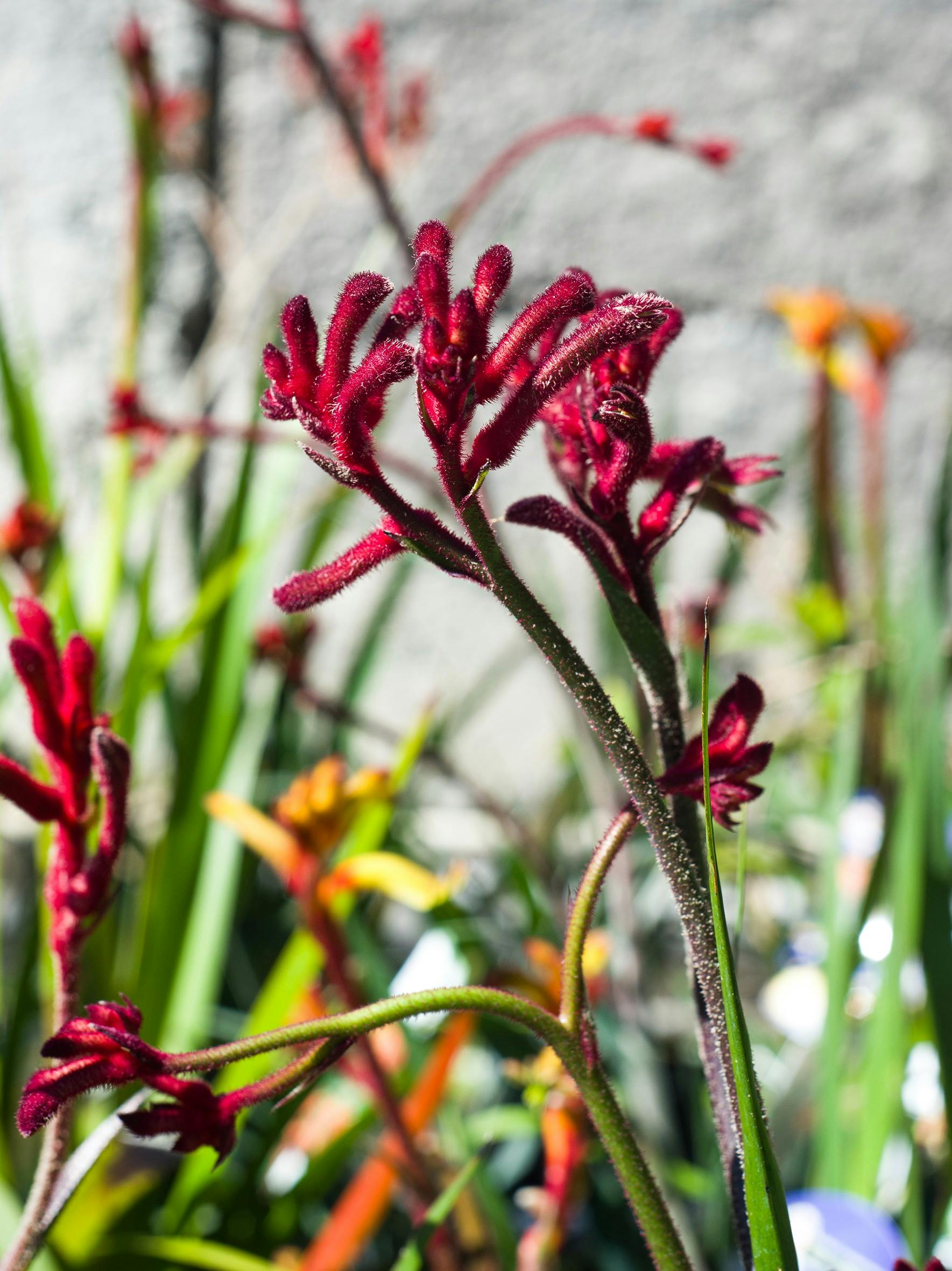 kangaroo paws red and yellow