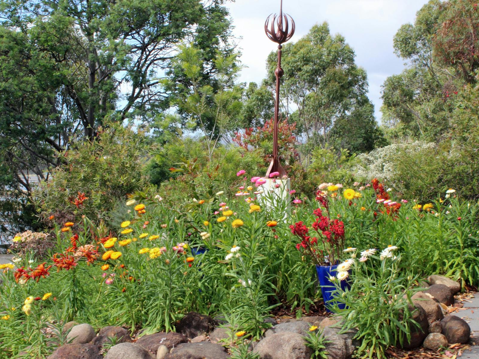 a cluster of daisy plants, in vibrant flower