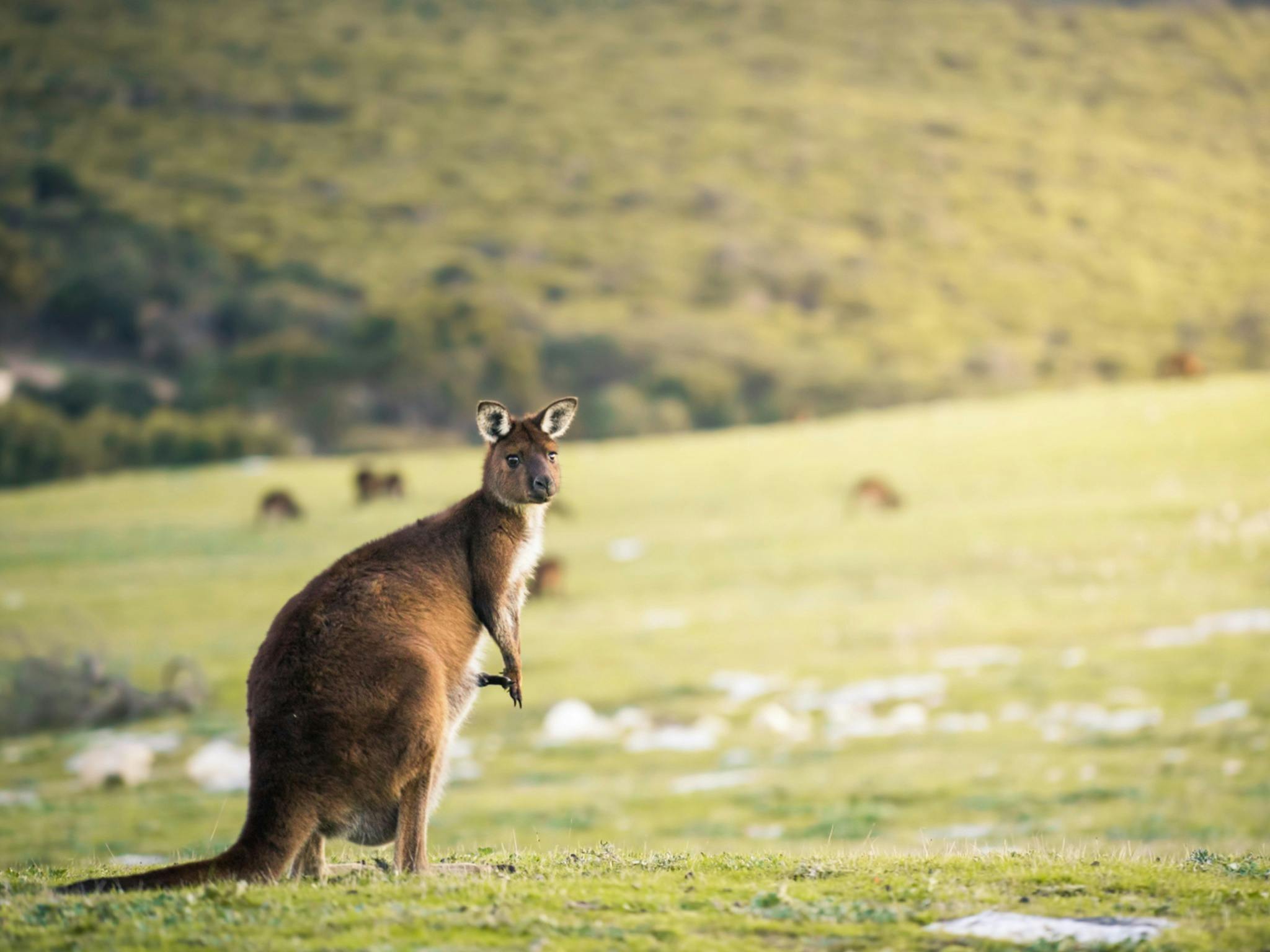 A kangaroo sits in an open field