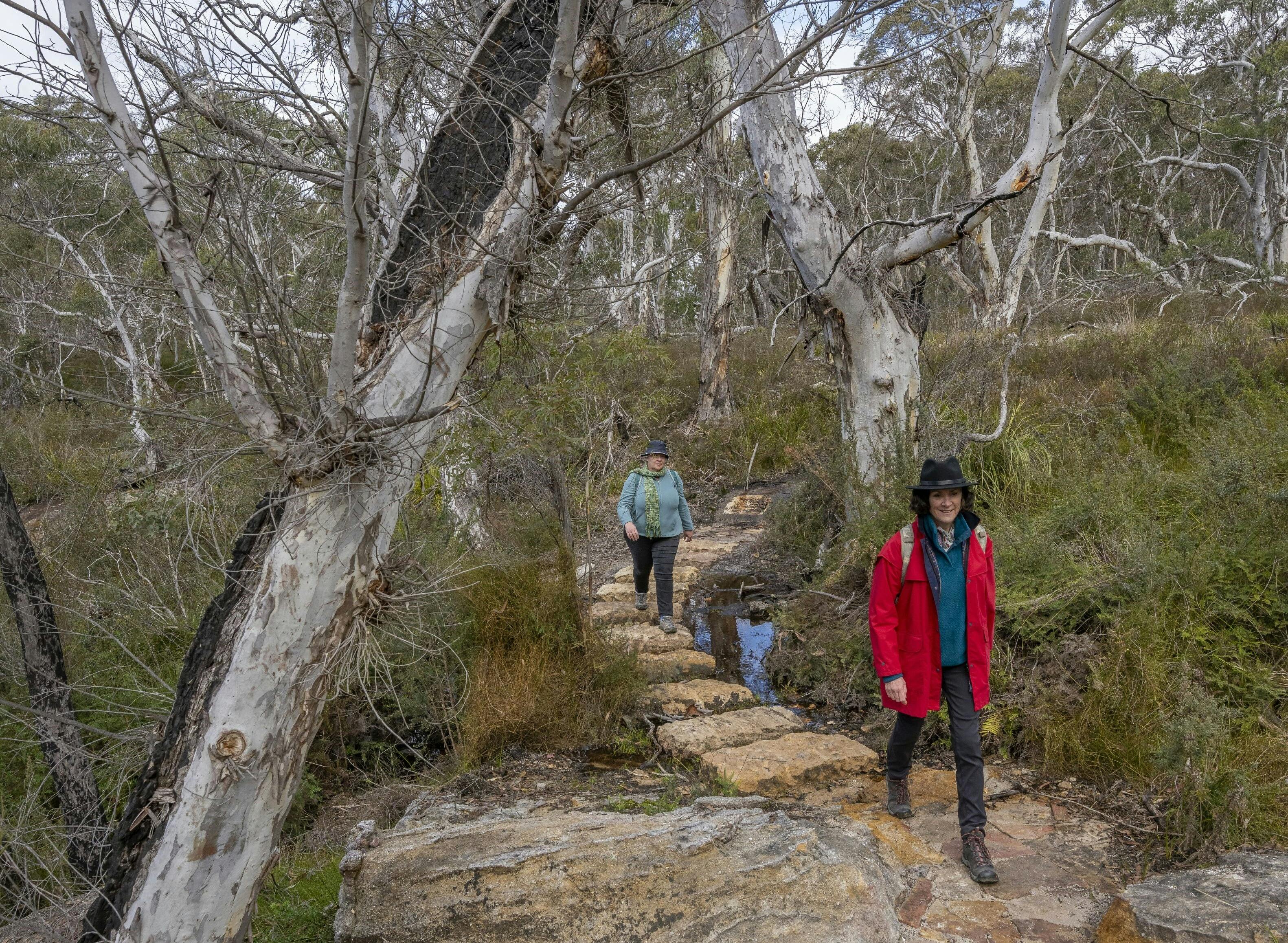 从宽阔沼泽到鸟岩的地形