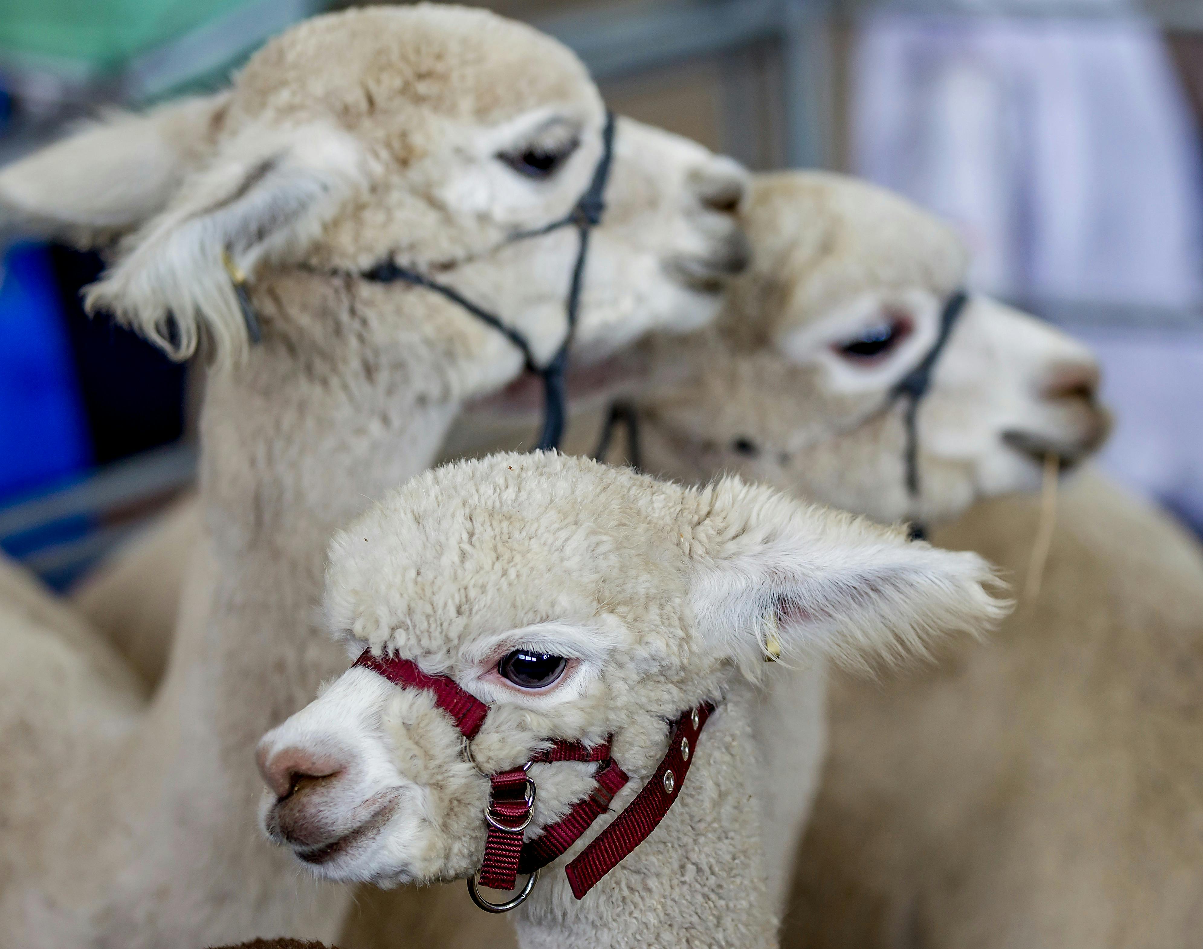 Red Hill Show Alpacas