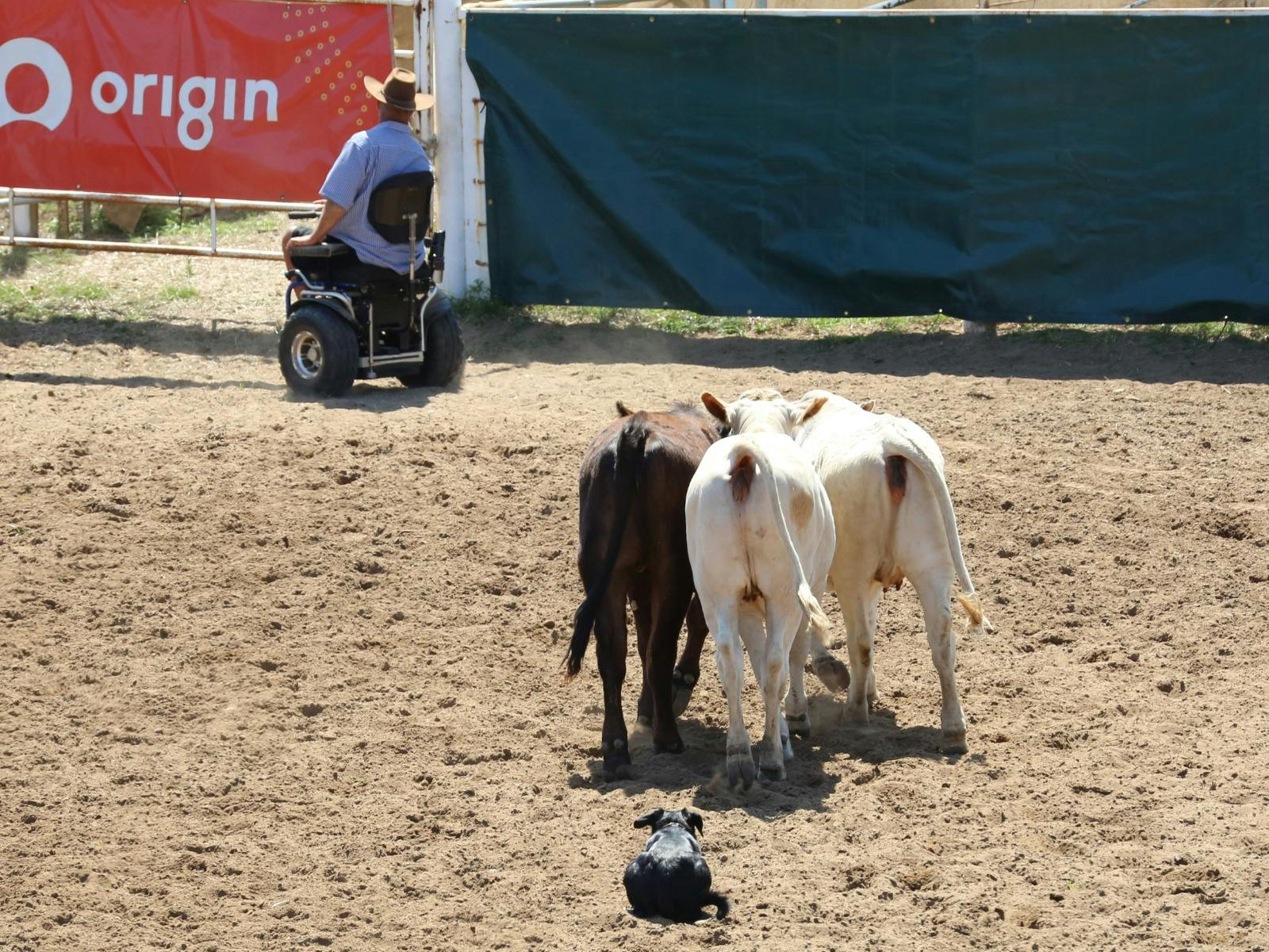 Injune Cattle Dog Trial