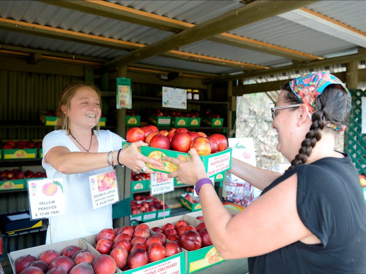 Martin's Orchard Peaches Wandandian