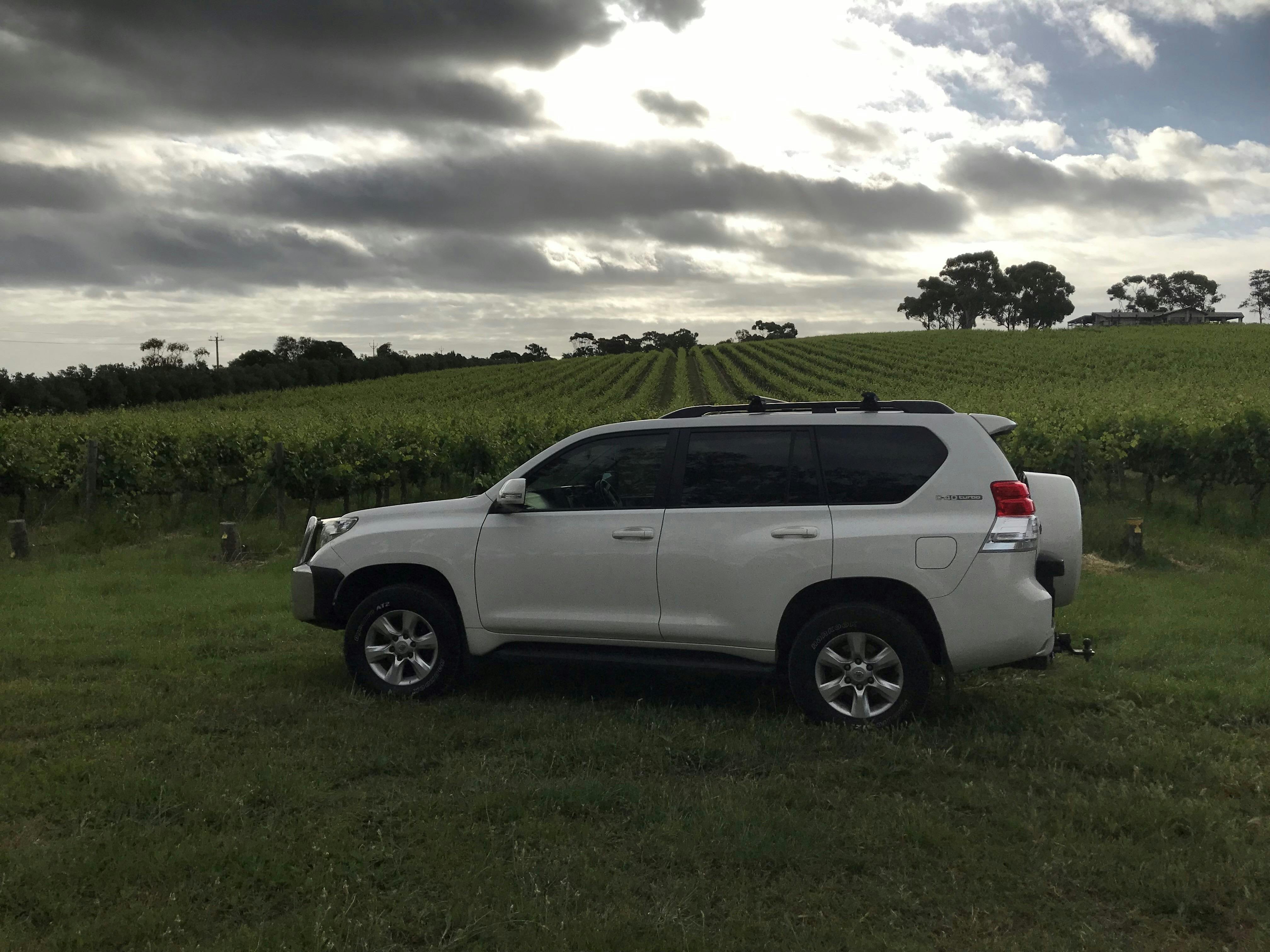Amongst the vines - McLaren Vale at dusk