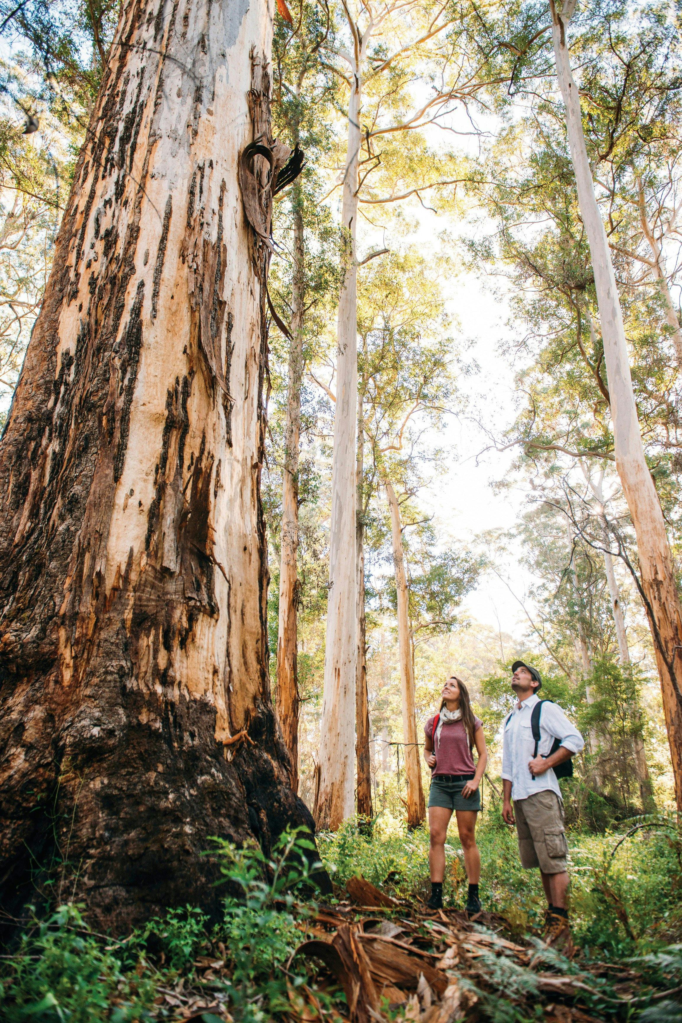 Jarrahland Wildflower Trail, Northcliffe, Western Australia