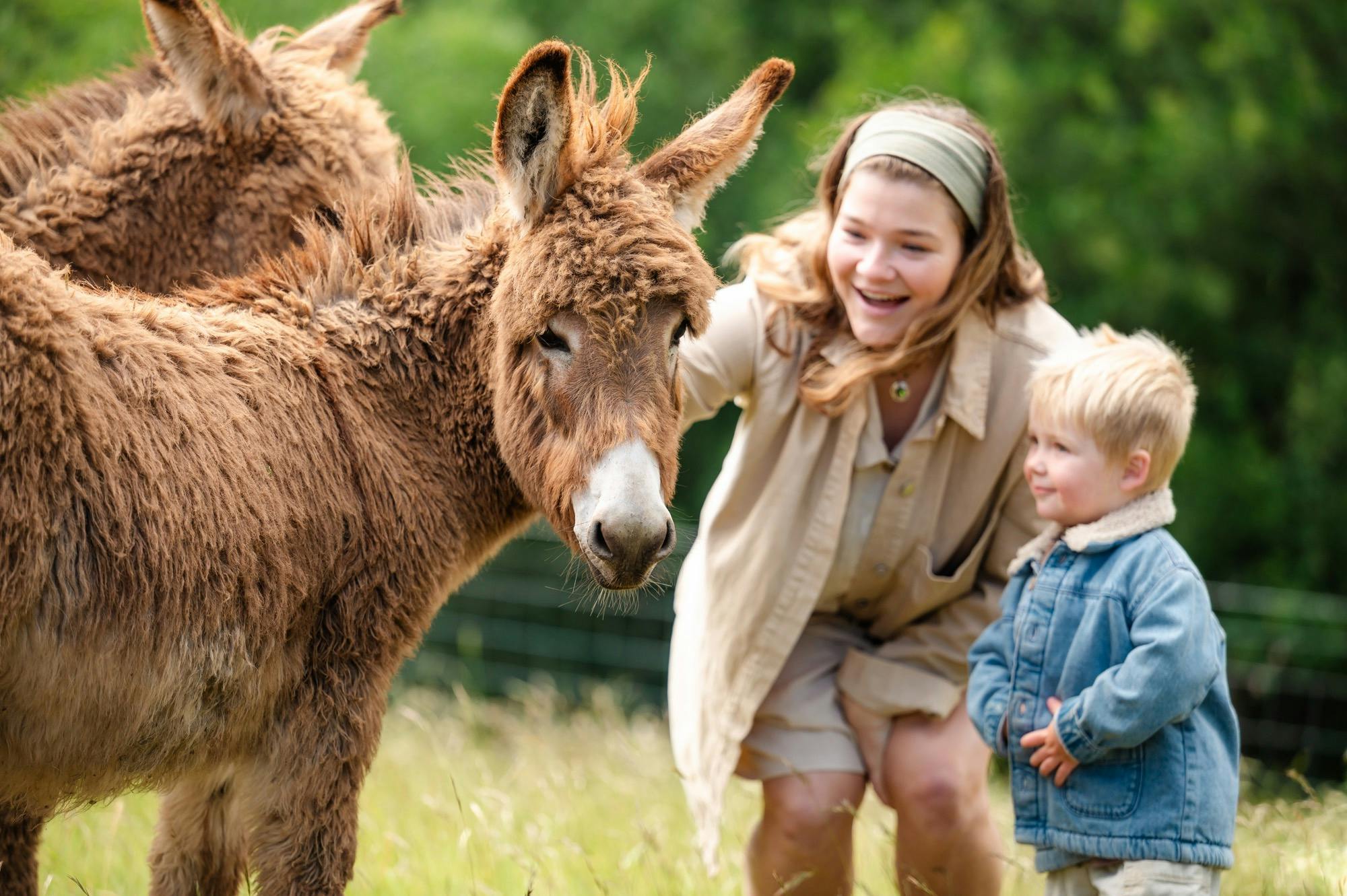 Meet Zippy and Chewy our miniature donkeys