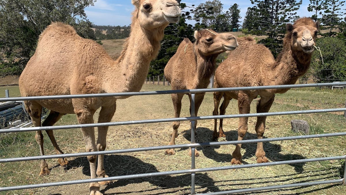 Three camels at top gate.