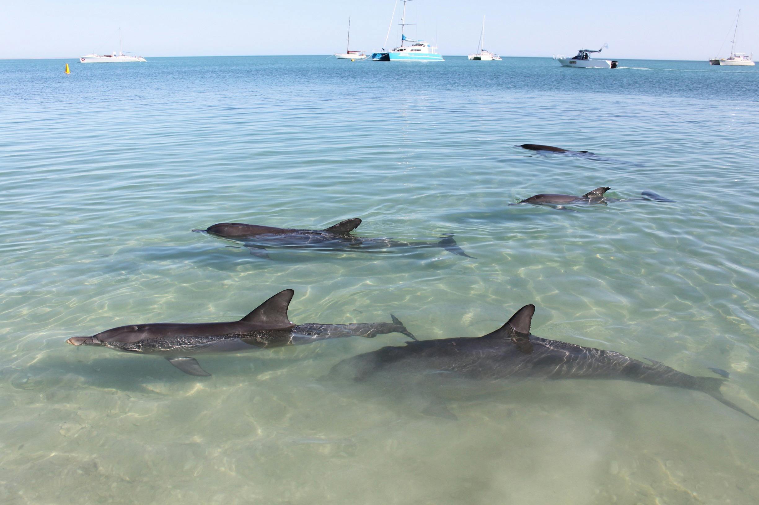 Coral Coast Wildlife, Monkey Mia, Western Australia