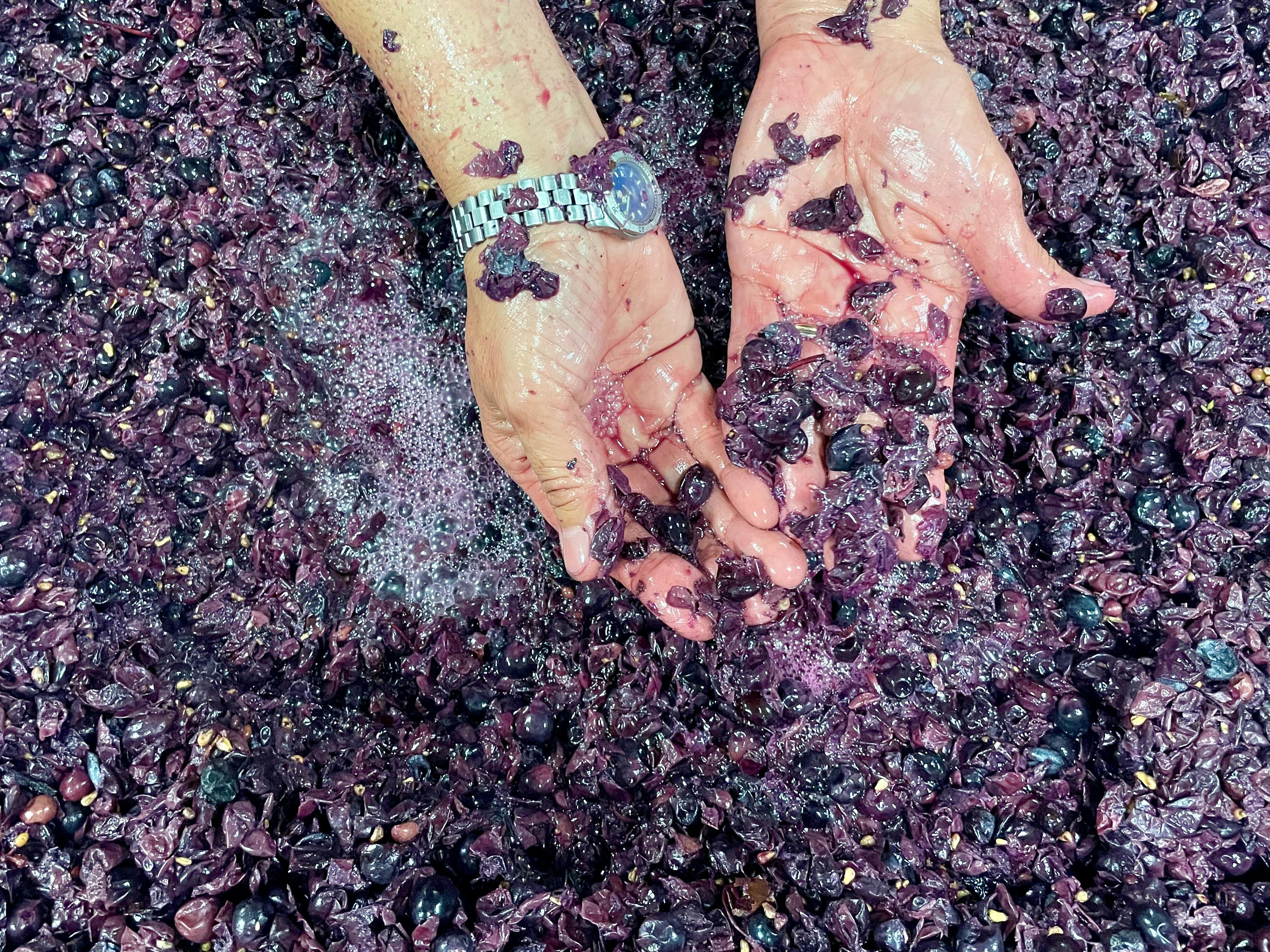 헌터 밸리 와이너리의 농장에 손을 대다