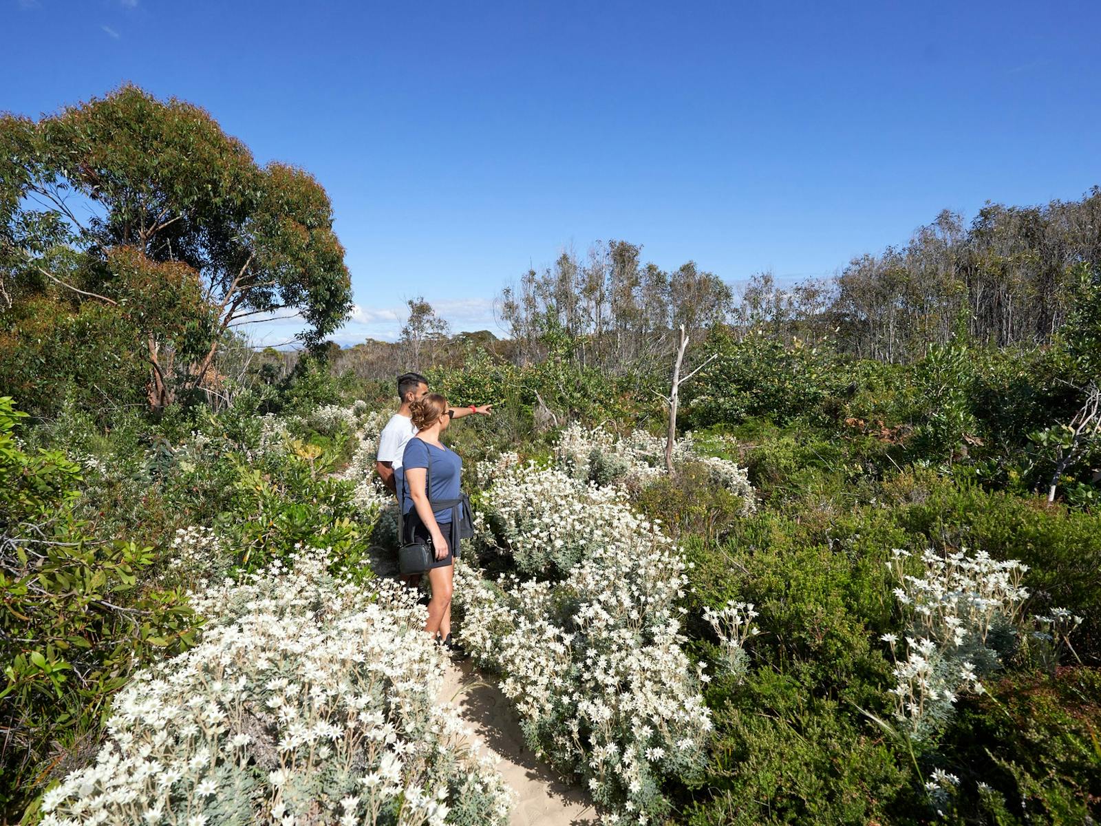 South Pacific Heathland Walk